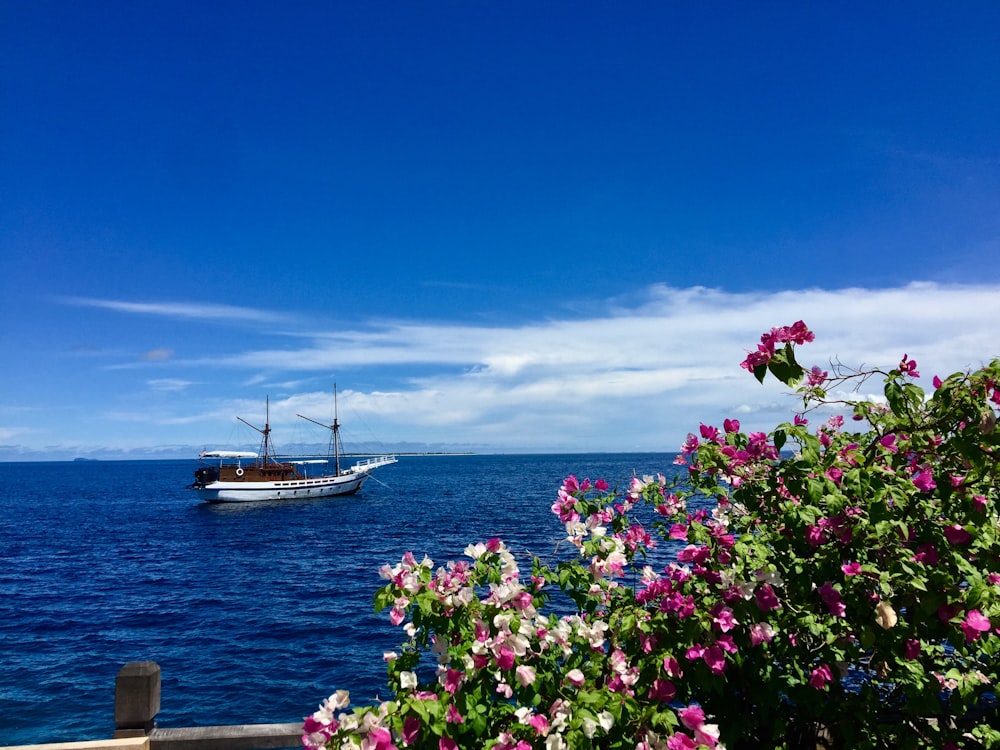 red and pink flowers on brown wooden dock during daytime