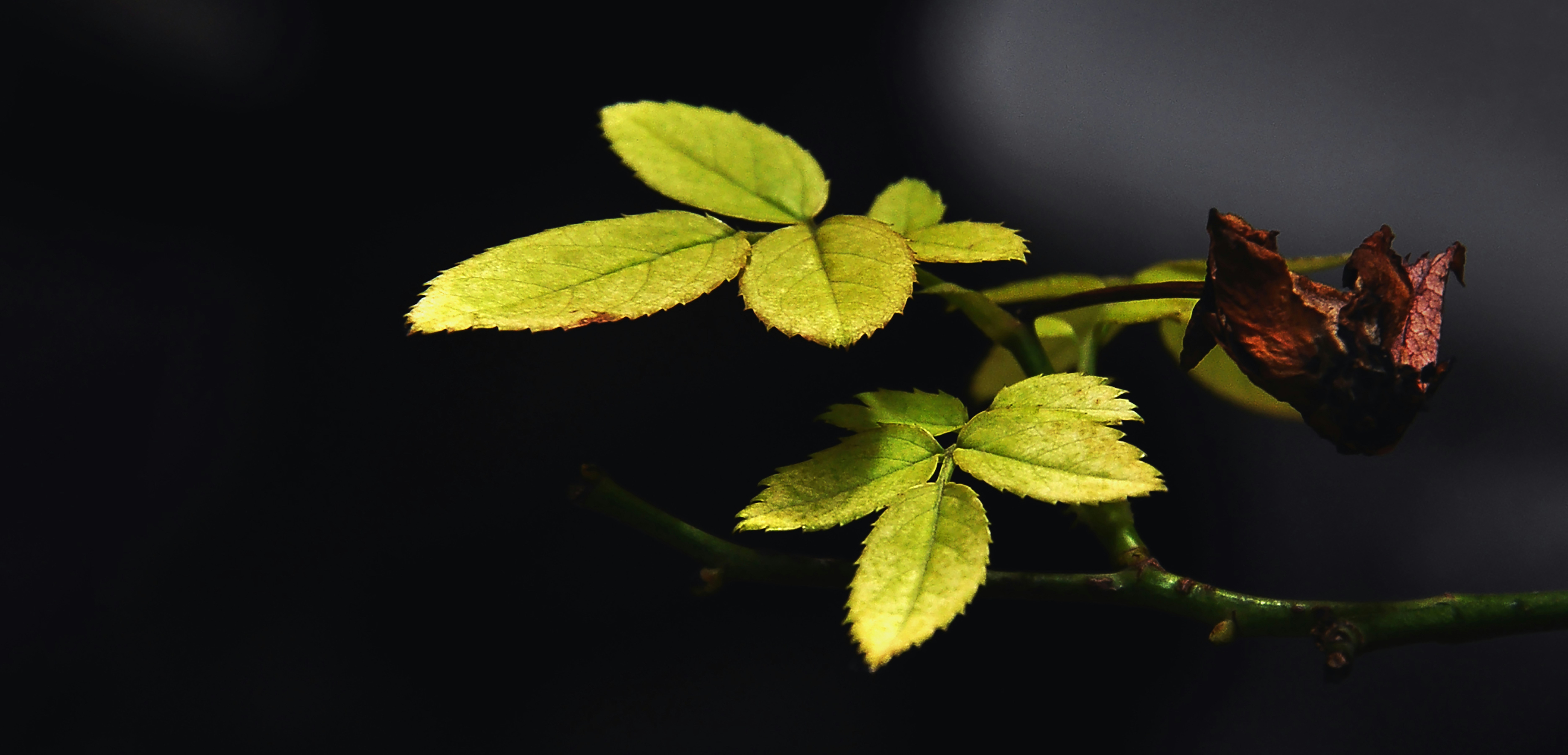 green and yellow leaves in close up photography