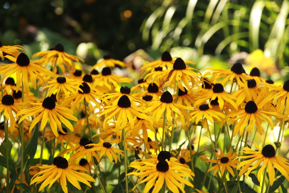 yellow flowers in tilt shift lens