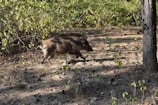 A wild boar charging through the underbrush, dust rising in its wake.