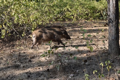A wild boar charging through the underbrush, dust rising in its wake.