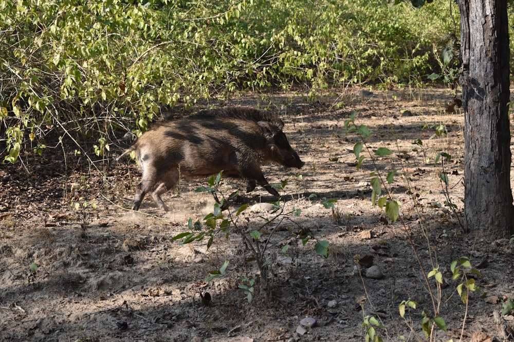 brown and black animal on green grass during daytime