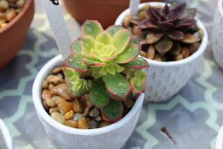 Close-up of a hand watering a small succulent in a pastel pink planter.