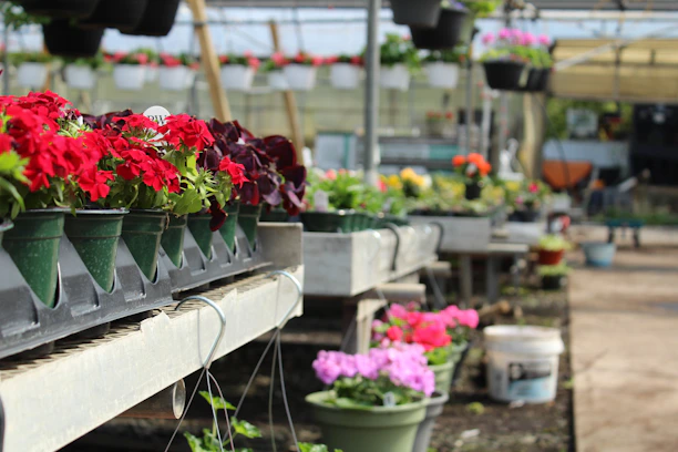 A bright workshop with rows of colorful flower pots in various shapes and sizes.