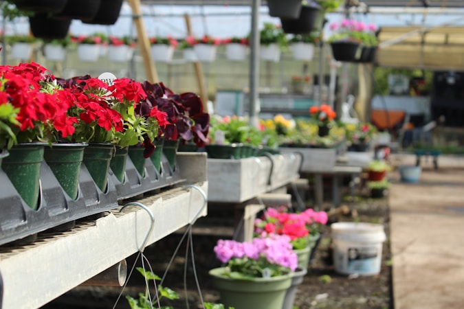 A greenhouse interior featuring rows of potted flowers with vibrant red, pink, and orange blooms. The pots are arranged on tiered shelves, with some hanging plants visible in the background. The setting appears busy and well-nurtured, with various gardening tools and buckets scattered around.