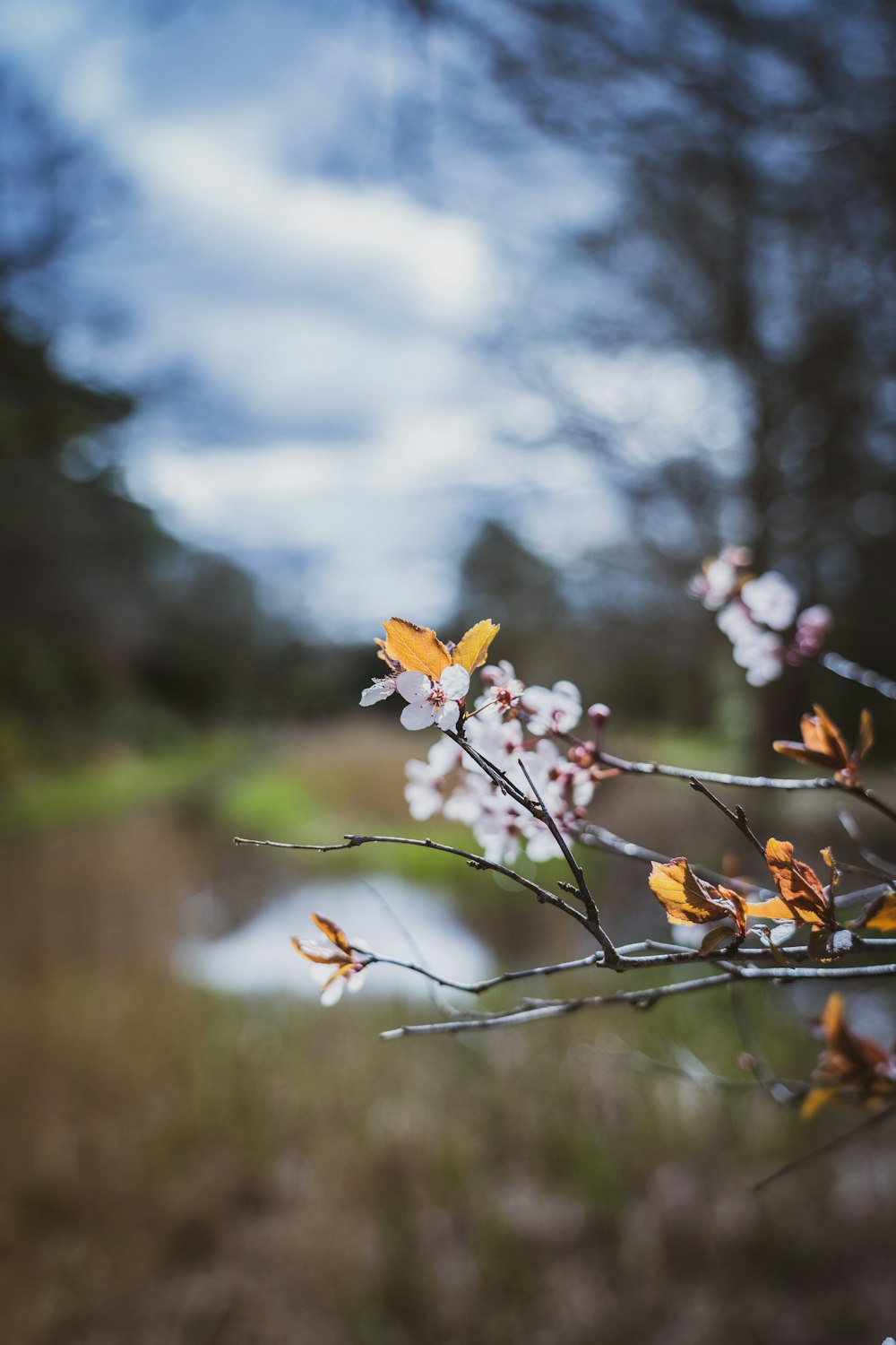 yellow leaves on brown tree branch during daytime