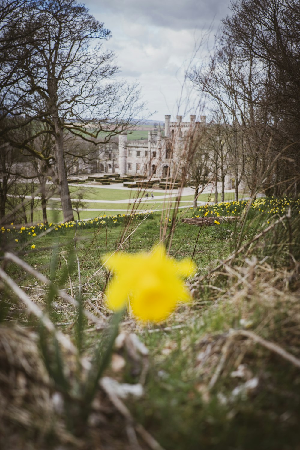 yellow flower on green grass field during daytime