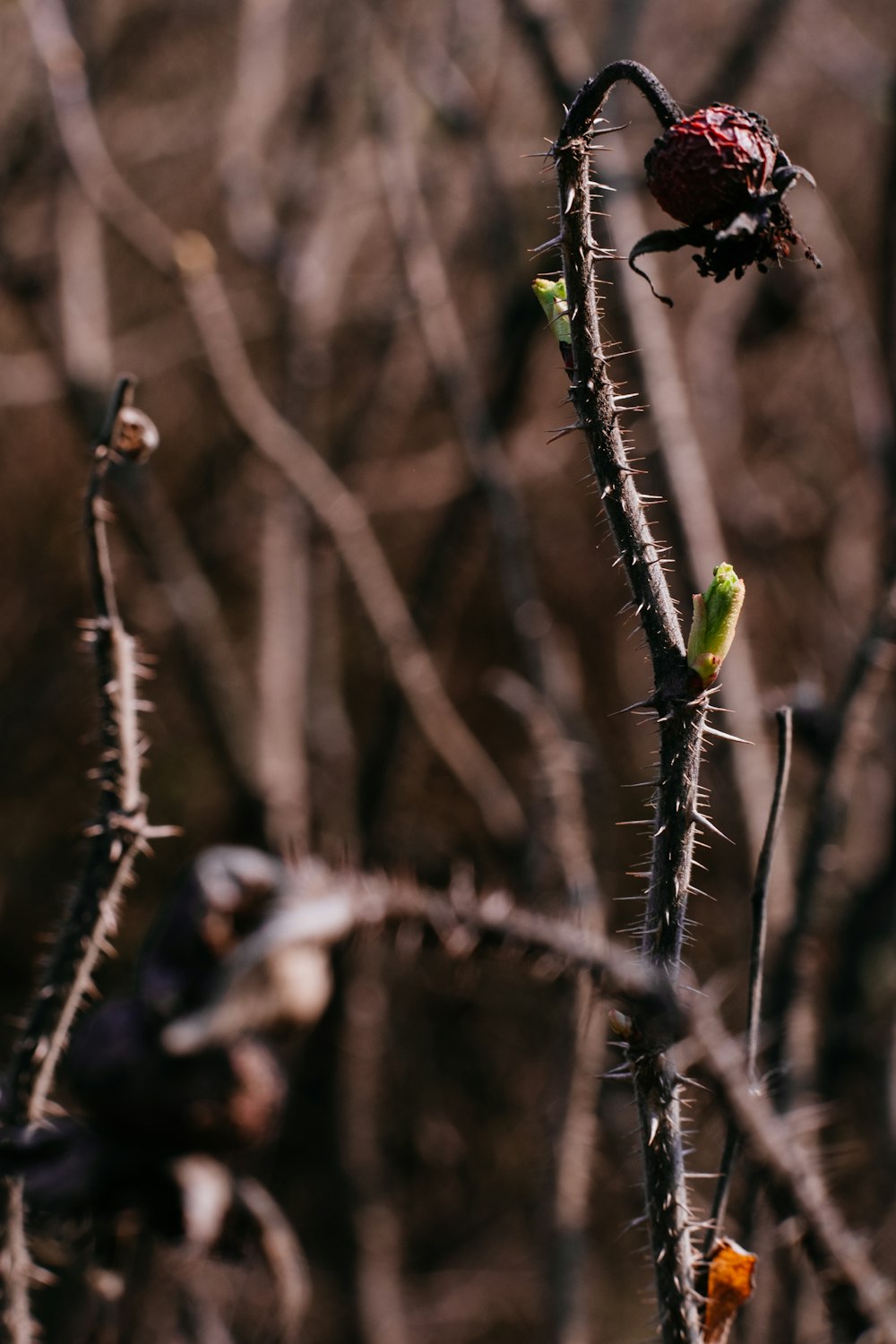 green insect on brown stem