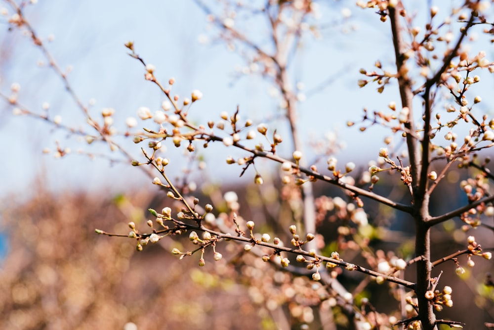 brown tree branch during daytime