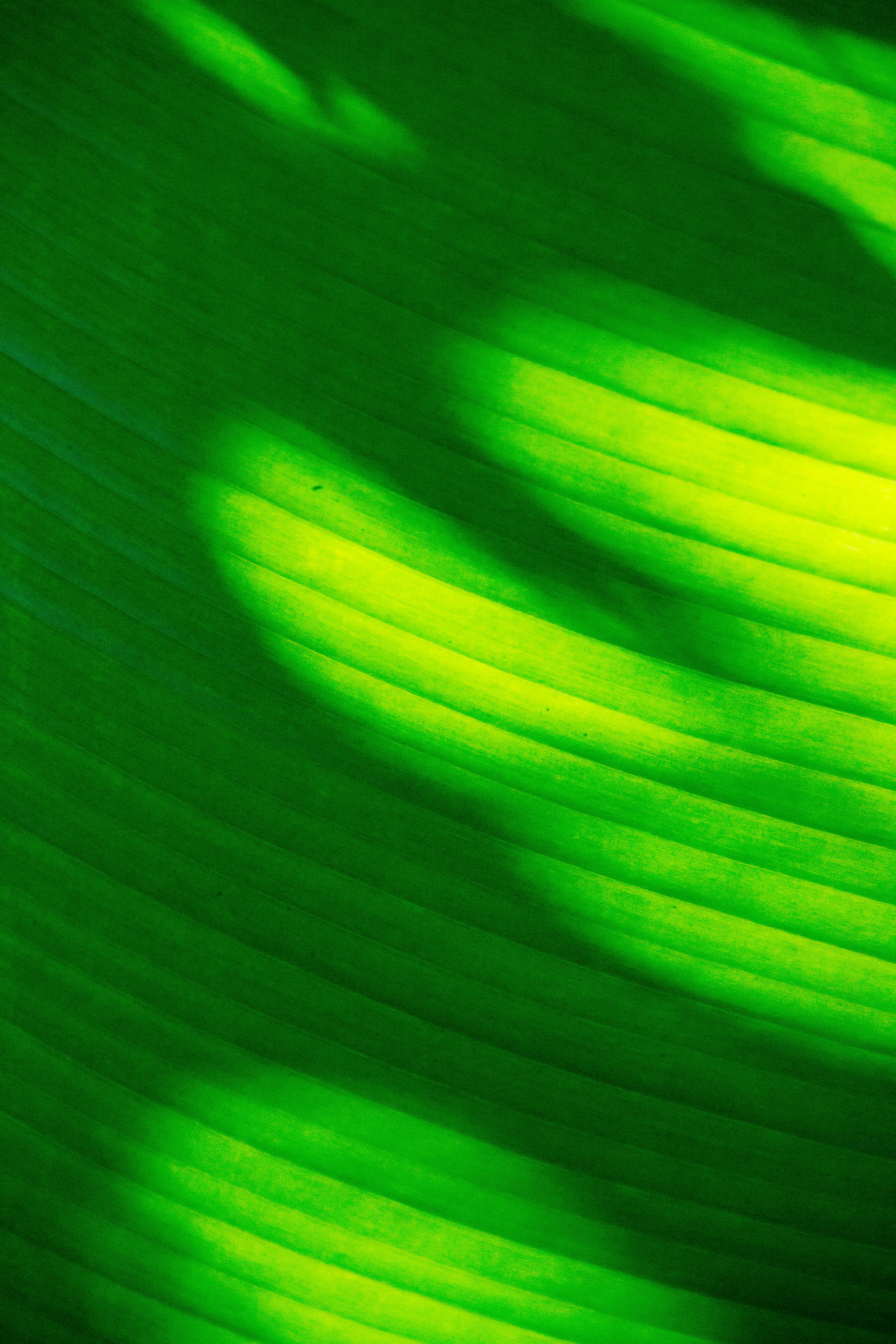 Free Green Image on Unsplash