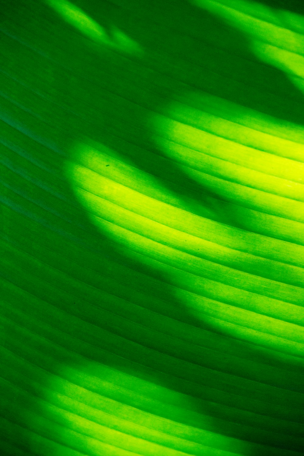 green leaf in close up photography