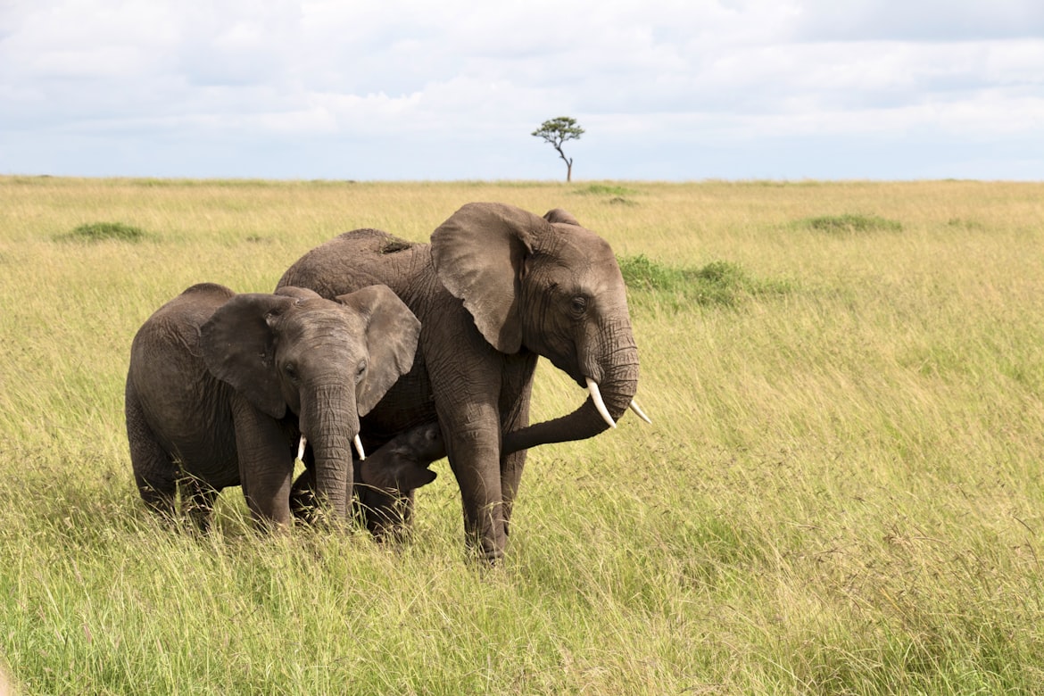 Reproduction and social structure  Elephants have a complex social structure and mating system