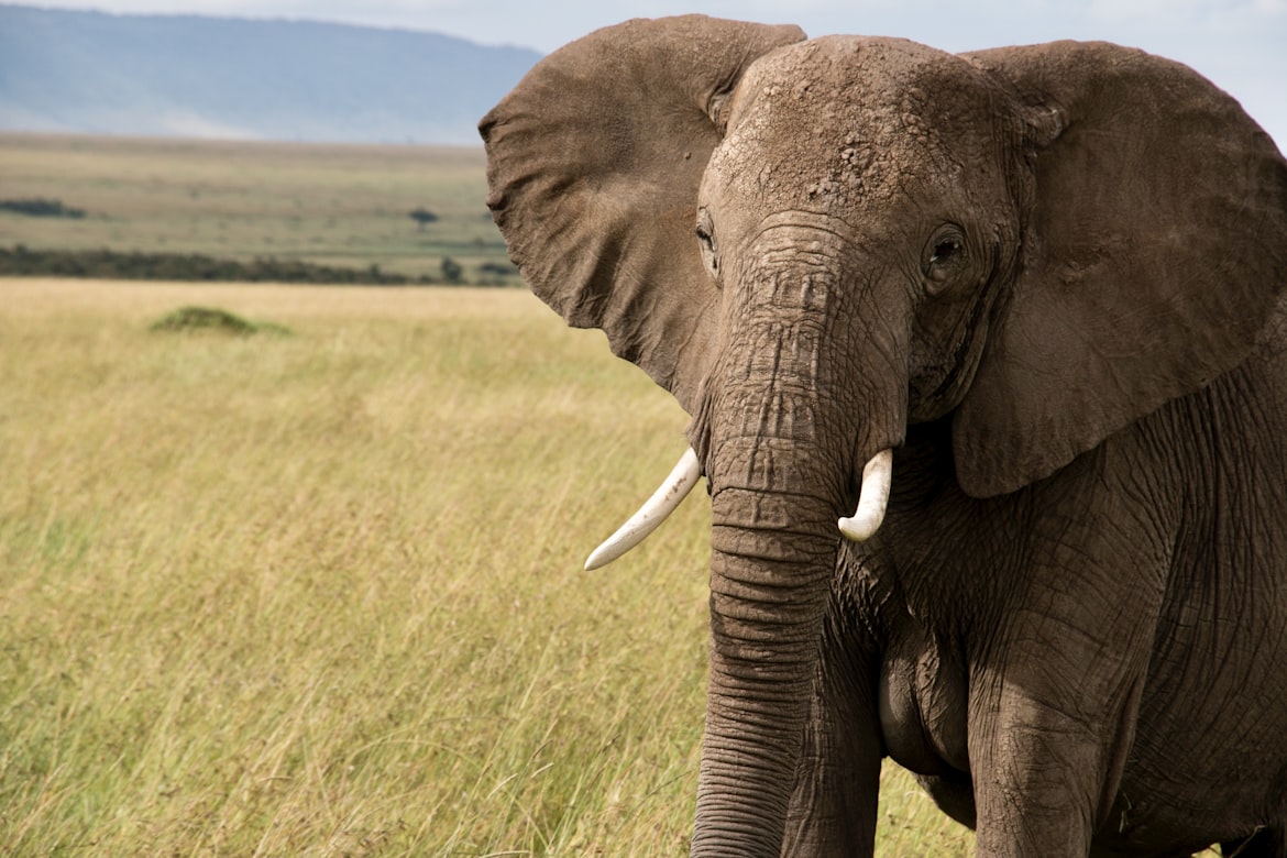 Elephants are social animals and live in large groups called herds, which can range in size from a few individuals to over 100.