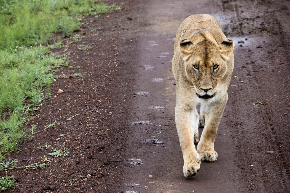 brown lioness walking on gray concrete road during daytime