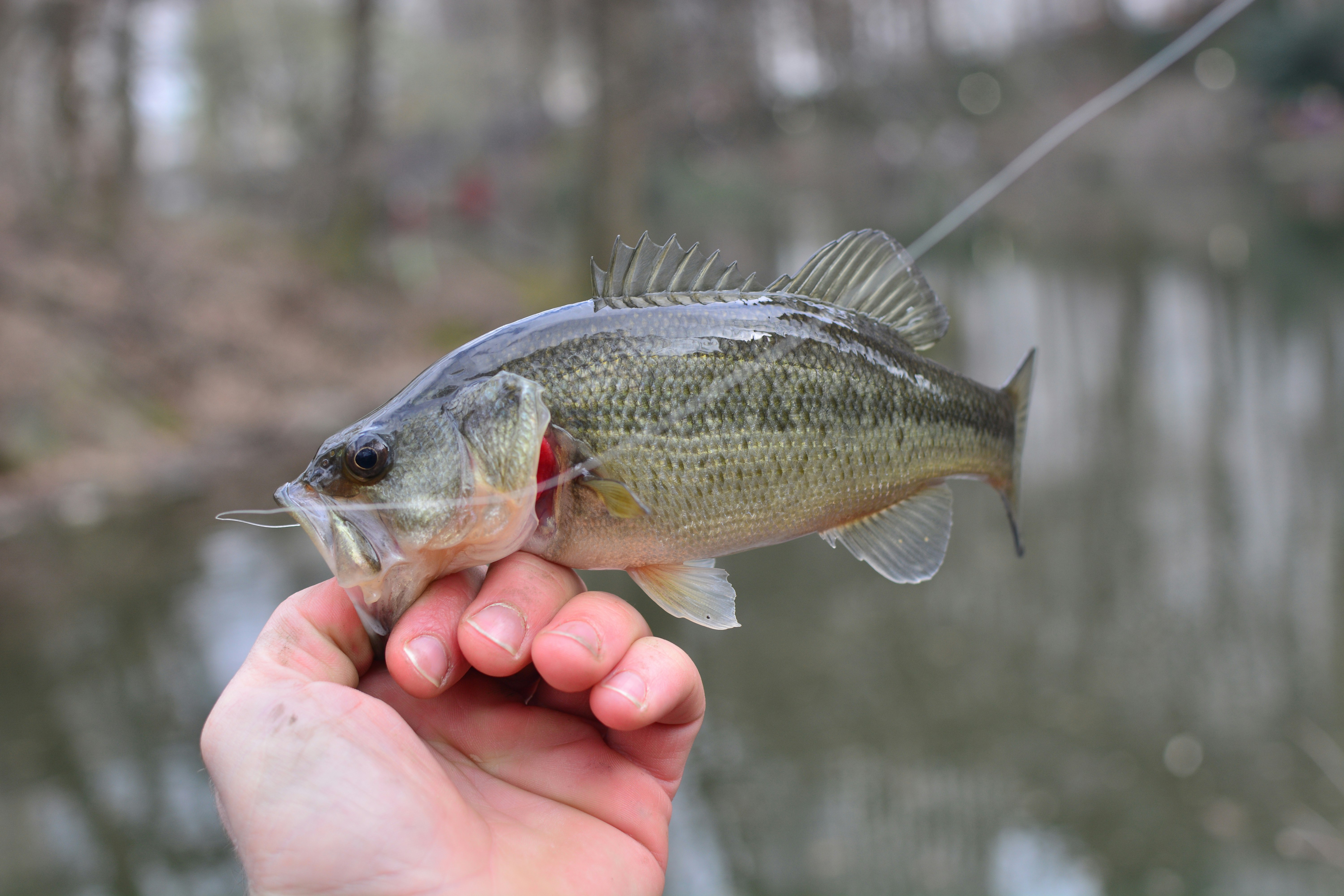Small bass held by mouth with fishing line showing.