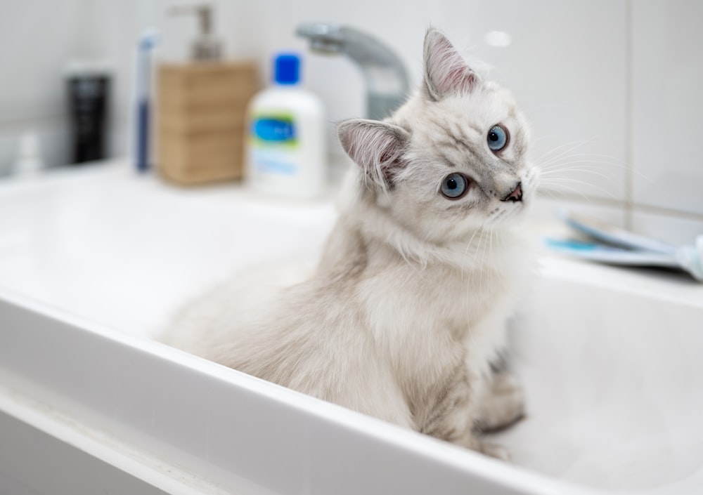 Gato blanco y gris sobre fregadero de cerámica blanca