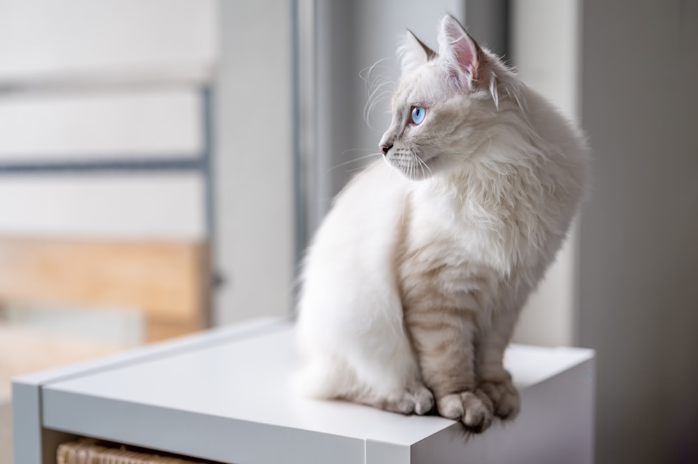 Gato blanco sobre mesa blanca