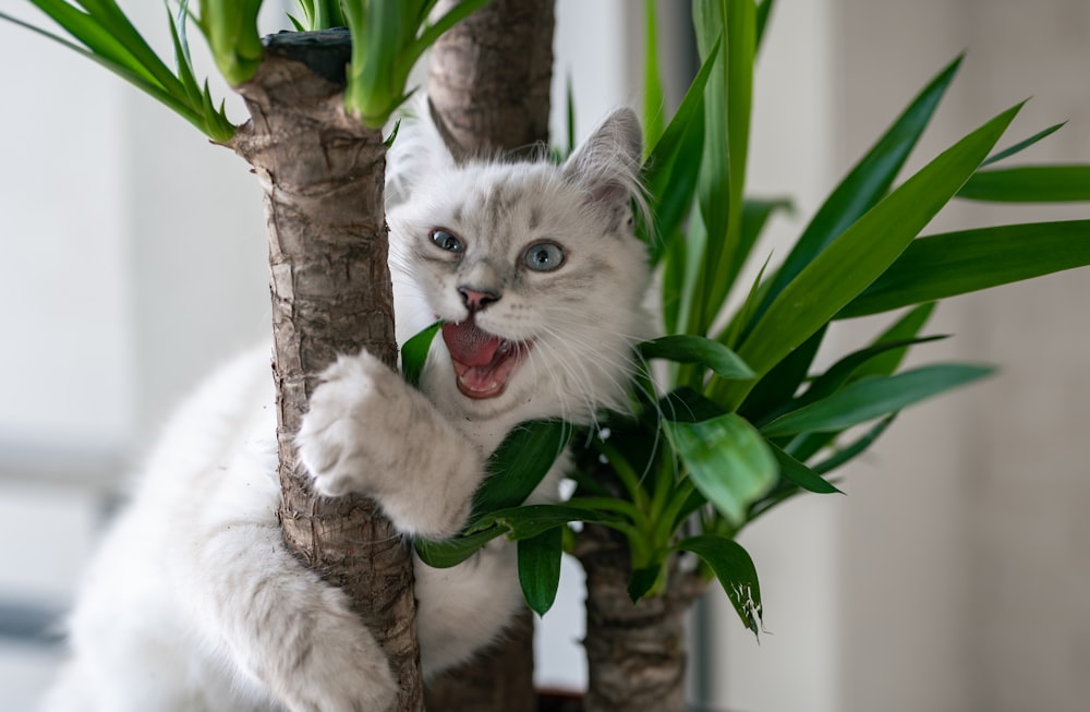 Gato blanco y gris en rama de árbol marrón