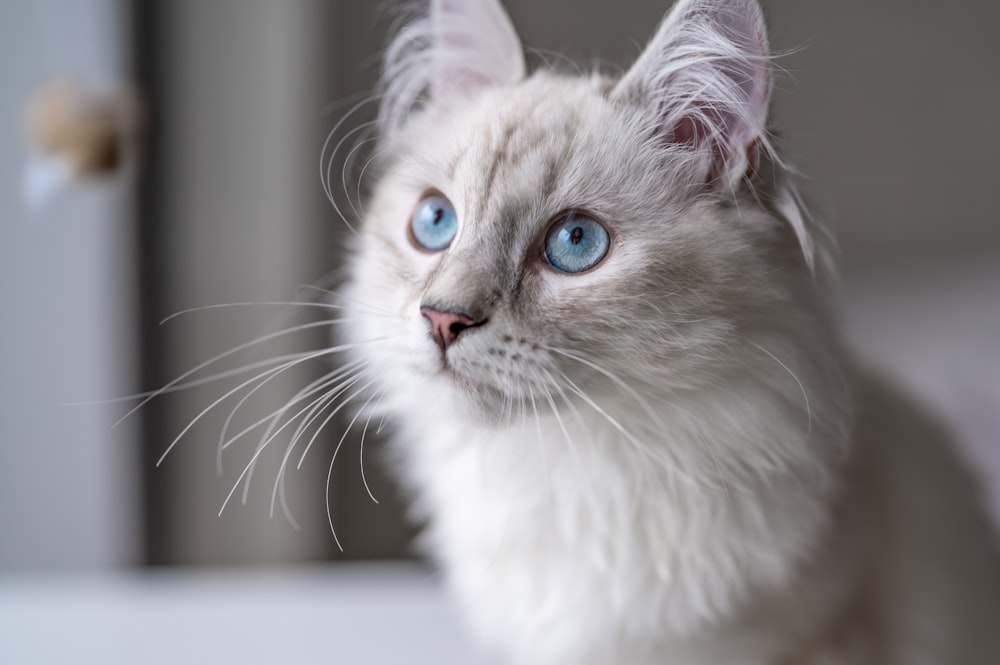 white and brown long fur cat