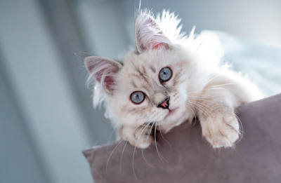Close-up of a curious ragdoll kitten with bright blue eyes looking at the camera.
