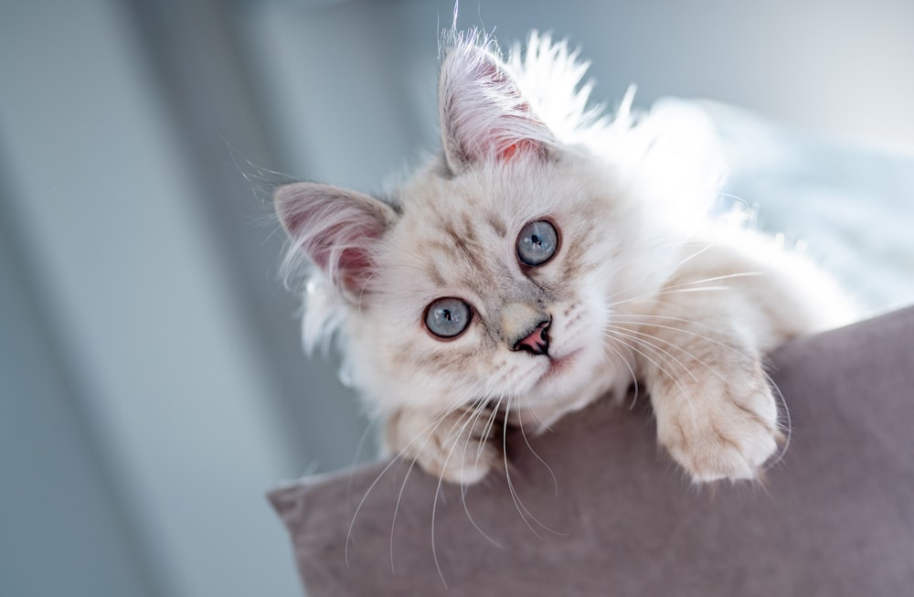 white and brown long fur cat