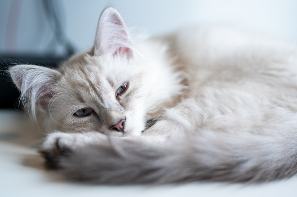 white and brown cat lying on white textile