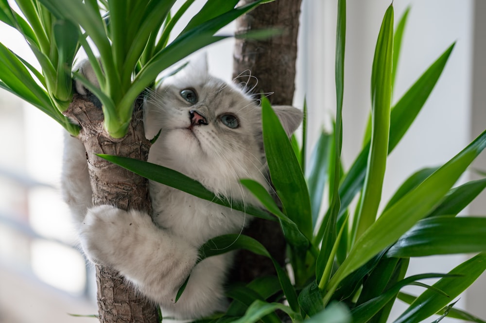 Gato blanco y gris en rama de árbol marrón