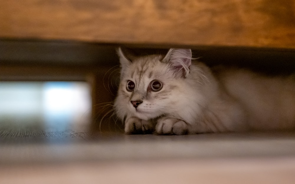 white and gray long fur cat lying on floor