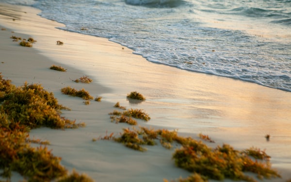 Puerto Morelos beach and Caribbean reef