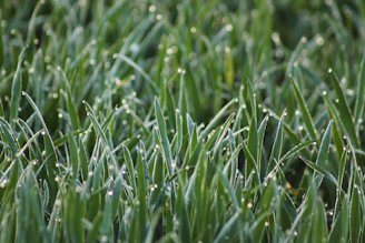 Close-up of fresh green grass with dew drops in a natural farm setting.