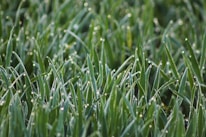 Close-up of freshly mowed grass with dew drops shining in the morning light.