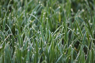 Close-up of fresh green crops glistening with morning dew under soft sunlight.