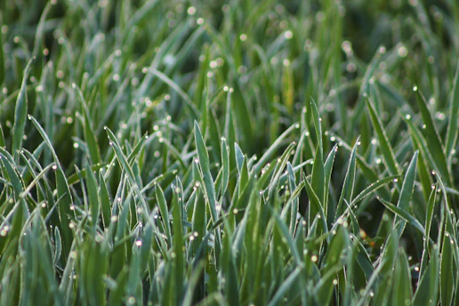 A close-up of fresh green grass blades glistening with morning dew under soft sunlight.