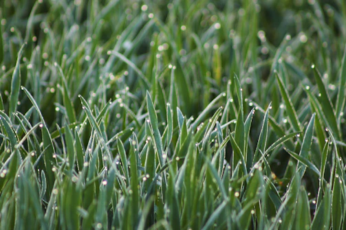 Close-up of fresh green grass with dew drops in a natural farm setting.