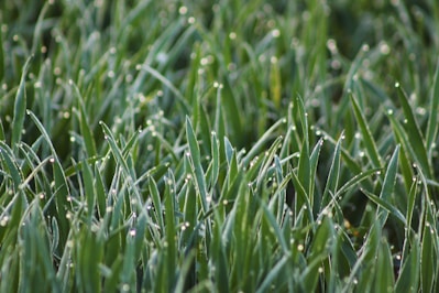 Close-up of fresh, moist cow dung on green grass