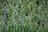 Close-up of a fresh, green lawn with dew drops shining in the morning sun.