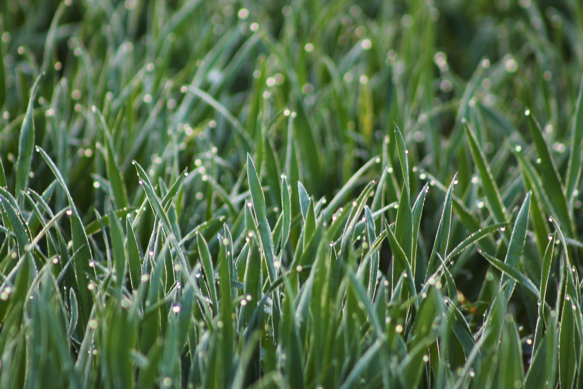 A close-up of fresh green crops glistening with morning dew under soft sunlight.