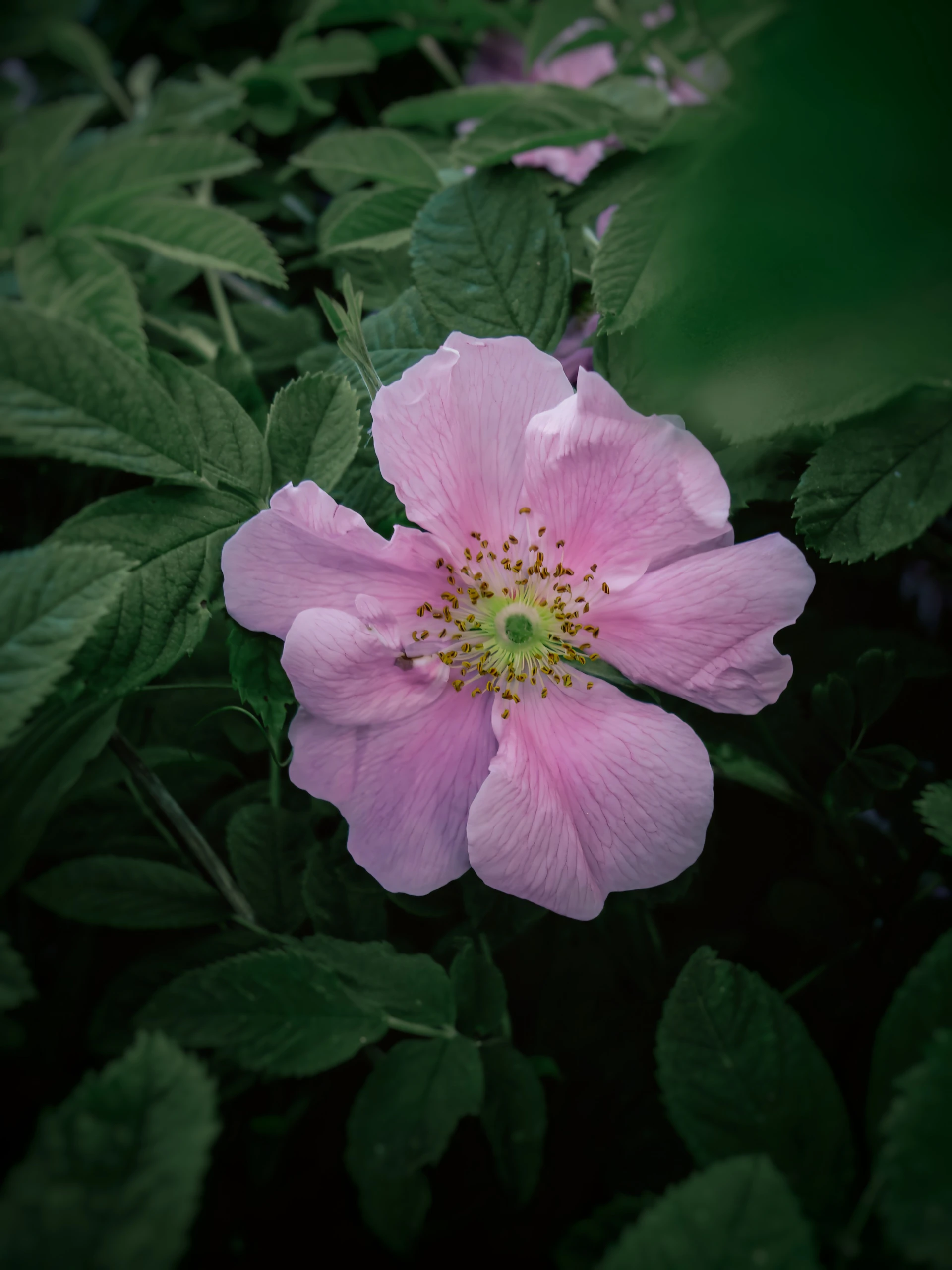 pink flower in tilt shift lens