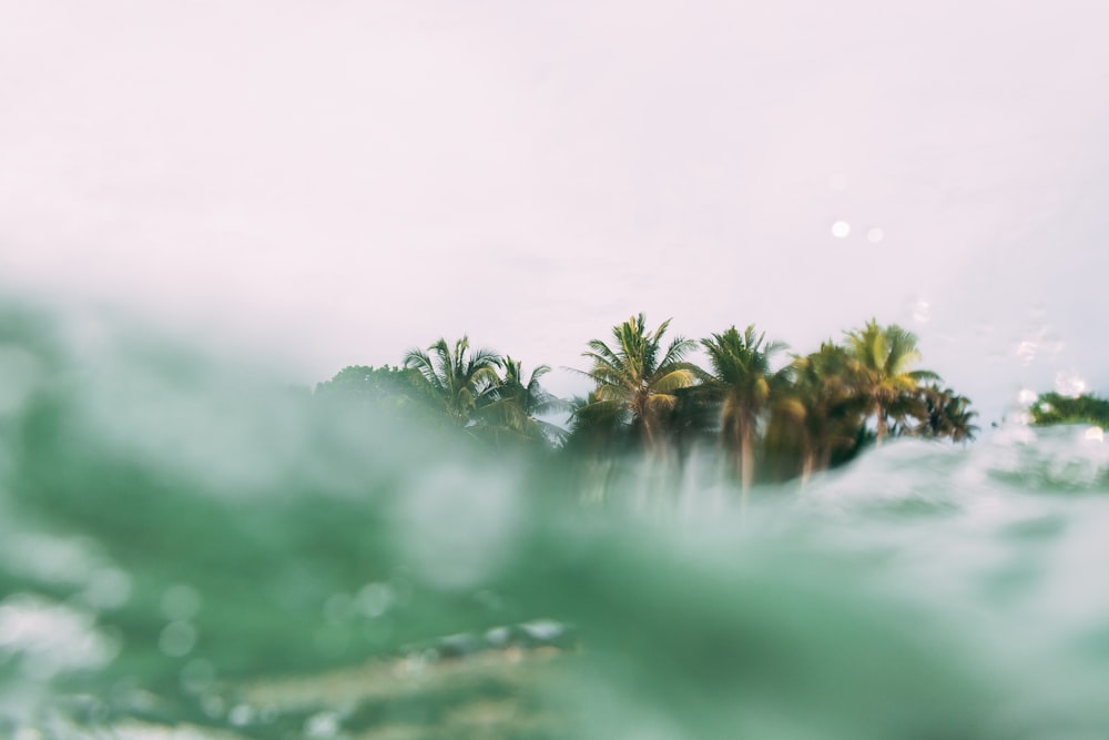 green grass on water during daytime