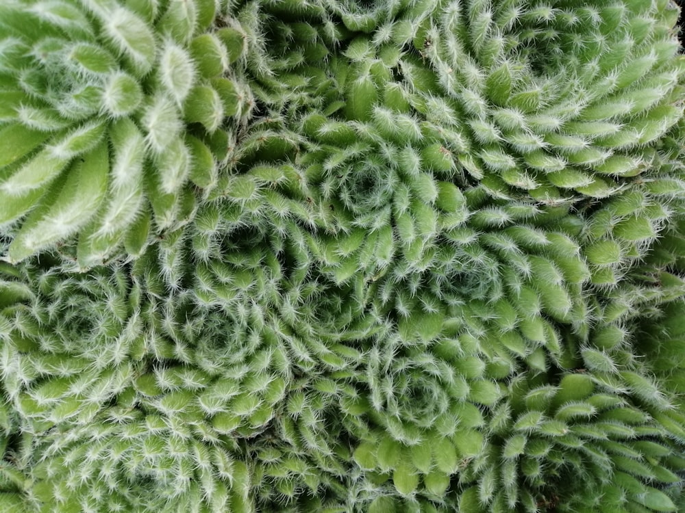 green and white floral textile