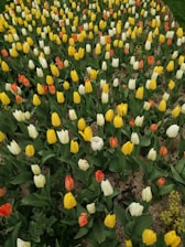 A vibrant garden filled with tulips in full bloom, featuring an array of colors such as yellow, white, and orange. The flowers are densely planted in rows, displaying a variety of lush green leaves.