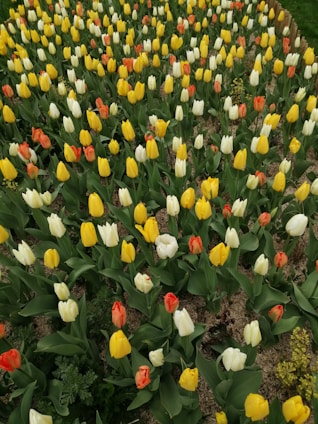 A vibrant garden filled with tulips in full bloom, featuring an array of colors such as yellow, white, and orange. The flowers are densely planted in rows, displaying a variety of lush green leaves.