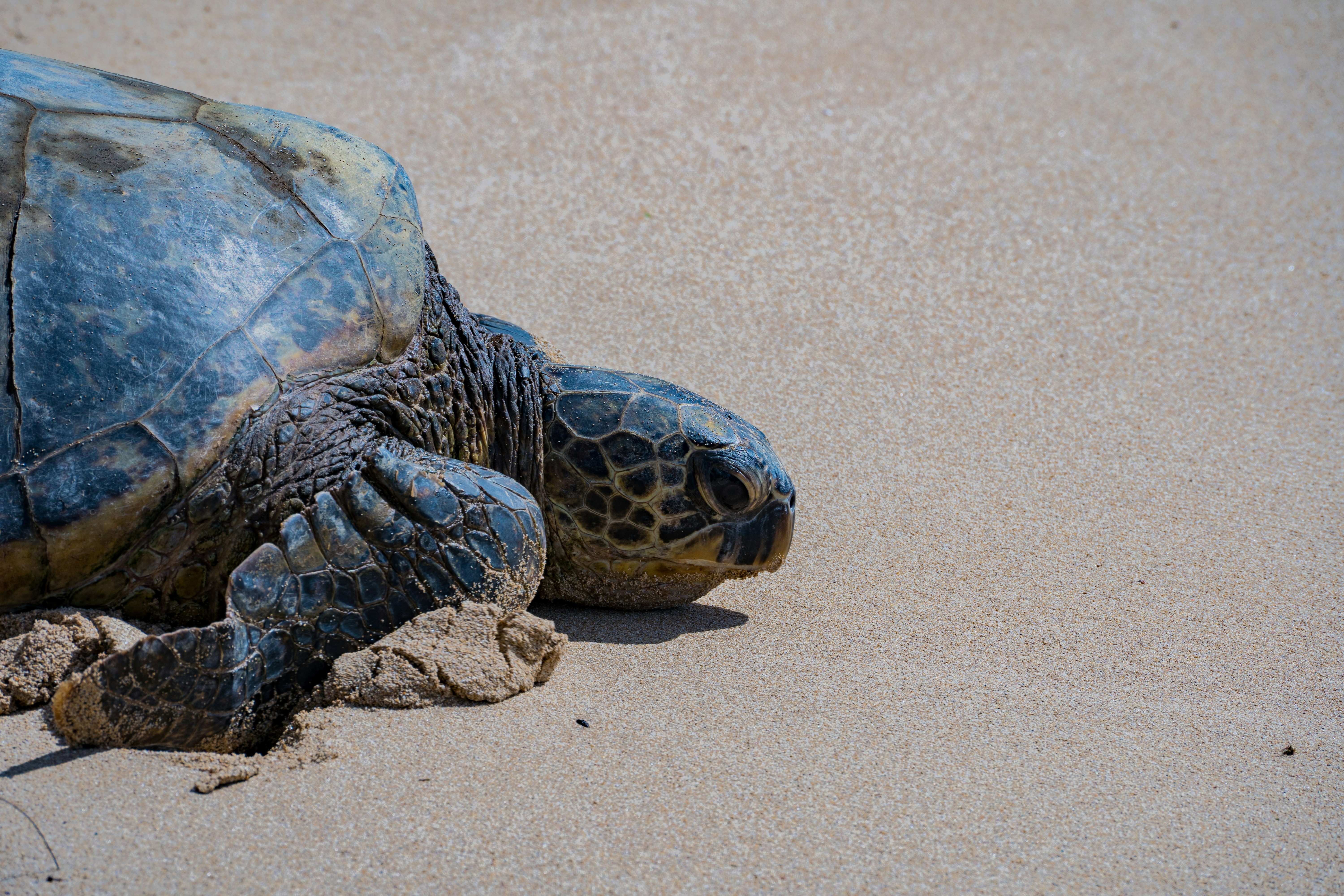 Photo by harrybugarin