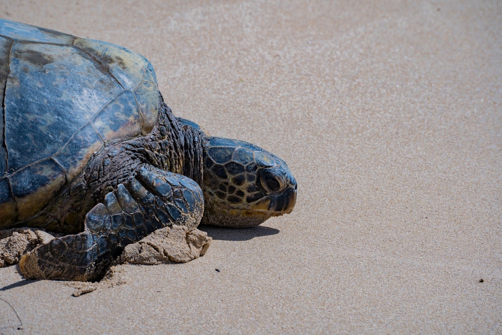 black and brown turtle on brown sand