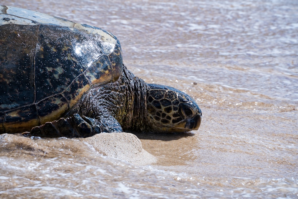 Tortue noire et brune sur sable brun