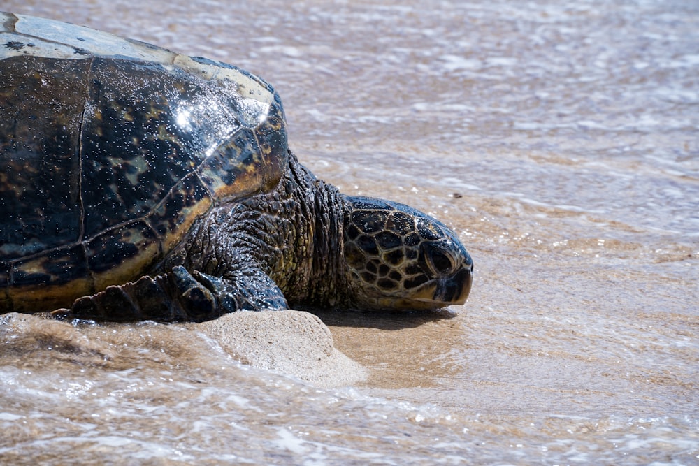 black and brown turtle on brown sand
