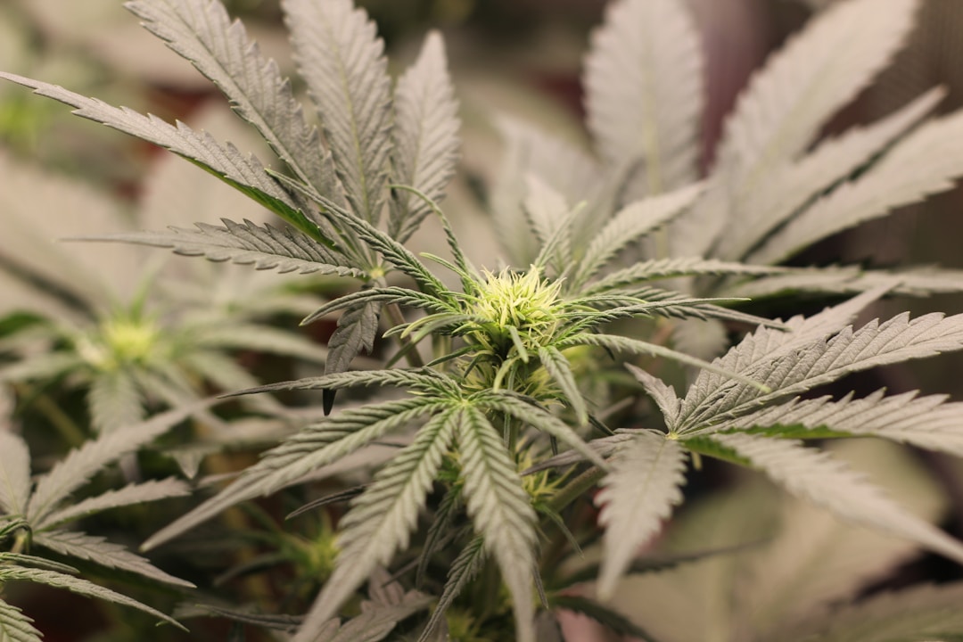 What is an Autoflower Cannabis Plant?