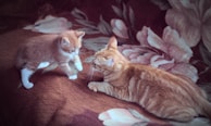 A young orange kitten is playfully interacting with an adult orange cat on a floral-patterned blanket. The scene captures a tender and playful moment between the two cats, with the kitten appearing curious and the adult cat lying comfortably.