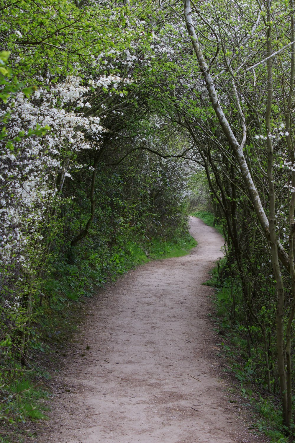 Sentier entre les arbres verts pendant la journée