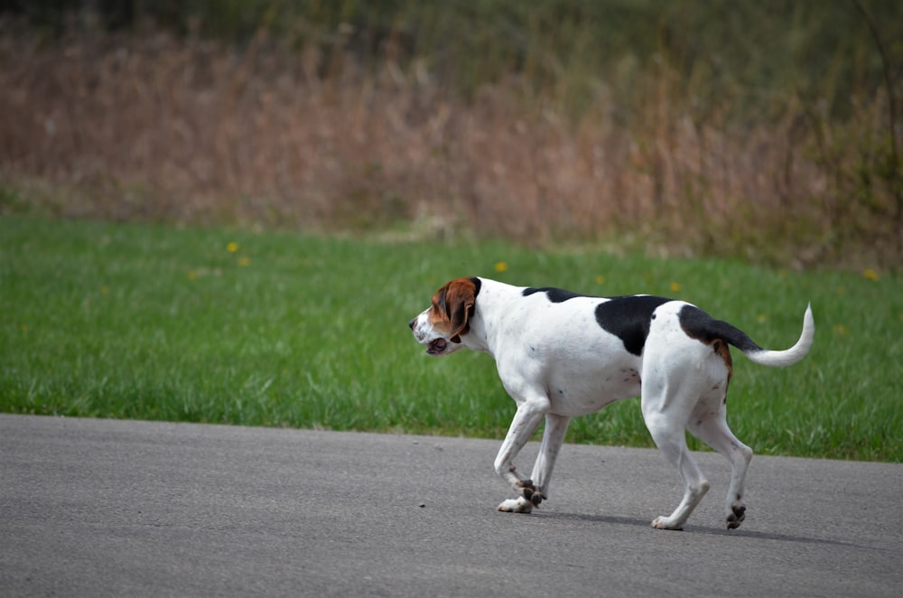 white black and brown short coated dog running on gray asphalt road during daytime